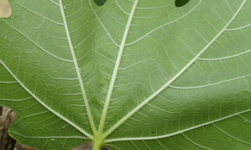 Ficocyba ficaria